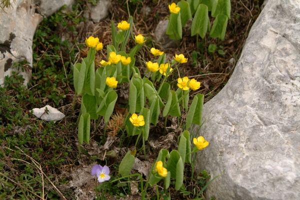 Ranunculus thora / Ranuncolo tora